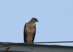Buteo rufinus cirtensis
