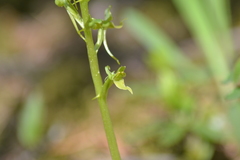 Platanthera hookeri