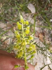Reseda stricta