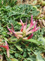 Astragalus incanus