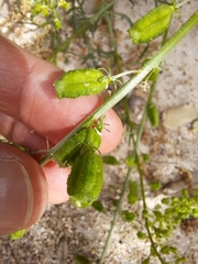 Reseda stricta