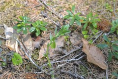 Lithospermum caroliniense croceum