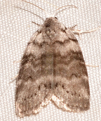 Polygrammate cadburyi