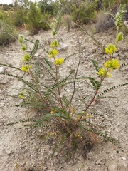 Astragalus alopecuroides