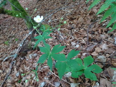 Ranunculus platanifolius