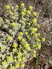Teucrium aureum