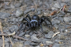 Sphodros niger