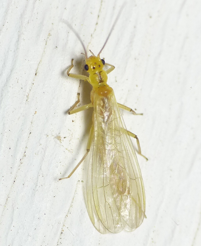 Ontario Sallfly