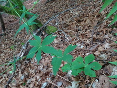 Ranunculus platanifolius