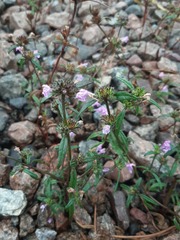 Galeopsis ladanum