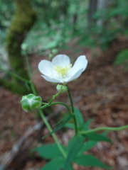 Ranunculus platanifolius