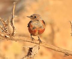 Phoenicurus moussieri