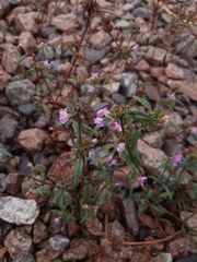 Galeopsis ladanum