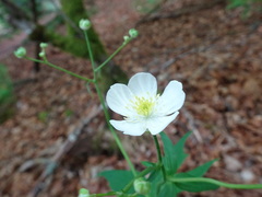 Ranunculus platanifolius