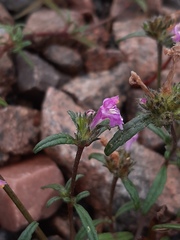 Galeopsis ladanum