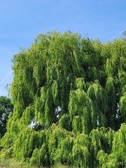 Salix