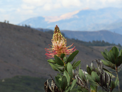 Oreocallis grandiflora