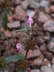 Galeopsis ladanum