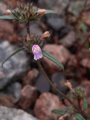 Galeopsis ladanum