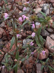 Galeopsis ladanum