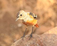 Phoenicurus moussieri