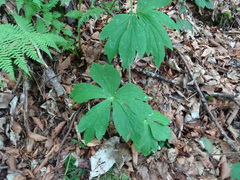 Ranunculus platanifolius