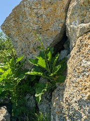Crambe koktebelica