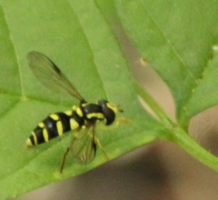 Xanthogramma stackelbergi