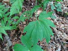 Ranunculus platanifolius