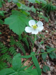 Ranunculus platanifolius
