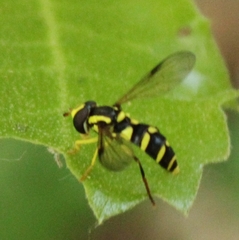 Xanthogramma stackelbergi