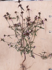 Galeopsis ladanum
