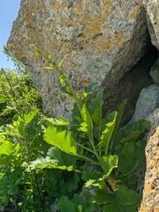 Crambe koktebelica