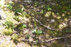Platanthera hookeri
