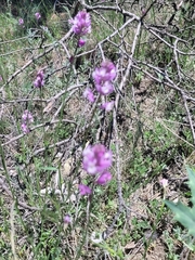 Polygala anatolica