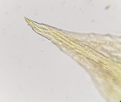 Ptychostomum pallens