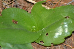 Platanthera macrophylla
