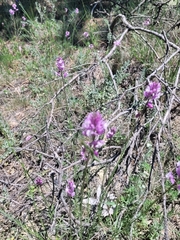 Polygala anatolica