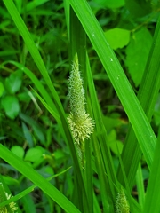 Carex typhina
