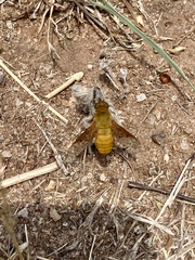 Chrysanthrax edititius