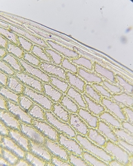 Ptychostomum pallens