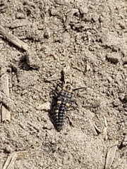 Coccinella septempunctata