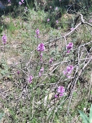 Polygala anatolica