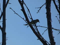 Vireo olivaceus