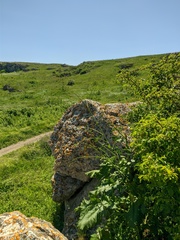 Crambe koktebelica
