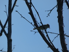 Vireo olivaceus