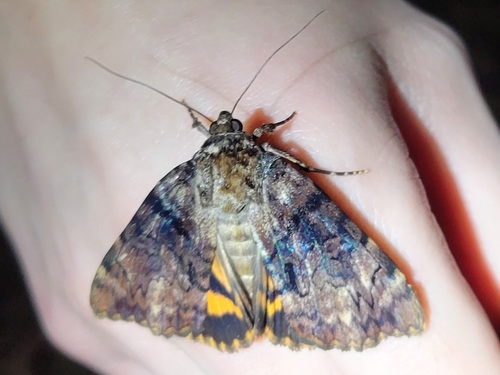 Delilah Underwing Moth photo 4