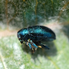 Chrysochus cobaltinus