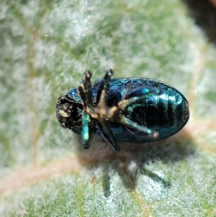 Chrysochus cobaltinus