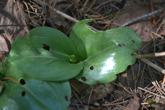 Platanthera macrophylla